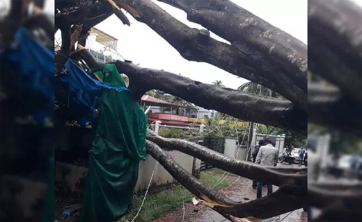 Tree falls in Kapikad